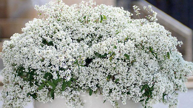 Bienenfreundliche Balkonpflanzen Den Balkon bienenfreundlich gestalten