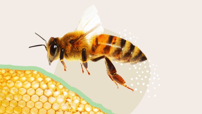 Bienen bei Bauer